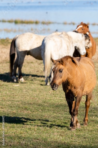 group of savage horses in the wild