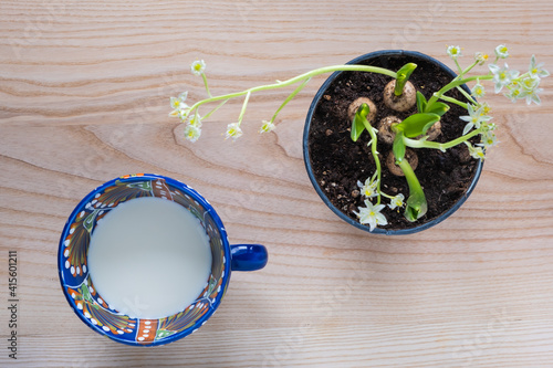 Designer blue patterned cup filled with milk and a pot of Ornithogalum balansae spring flowers on a textured ash table. photo