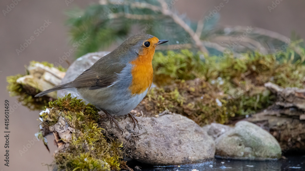 bird, robin, natur, wild lebende tiere, tier, rot, wild, bird, winter, bird, robin, natur, wild lebende tiere, tier, rot, wild, bird, winter,