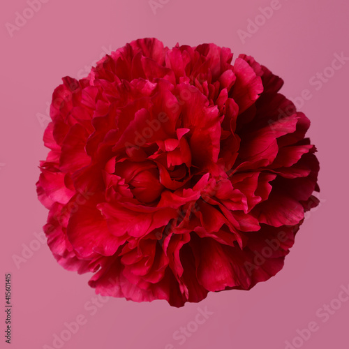 Bright red peony isolated on a pink background. © ksi