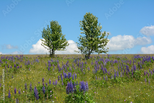 Meadow with many purple lupine flowers and two trees in the high Rhön