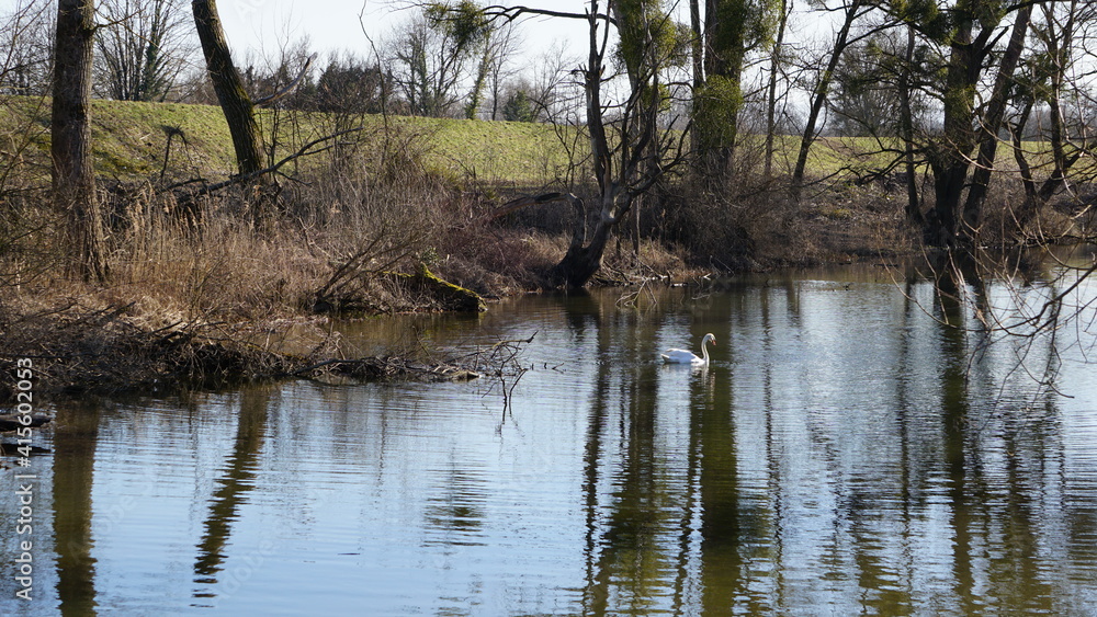 a swan in the nature reserve Auer Koepfle-Illinger Altrhein-Motherner Woerth in the community Au am Rhein in the region Baden-Wuerttemberg in the month of February, Germany a swan in the nature reserve Auer Koepfle-Illinger Altrhein-Motherner Woerth in the community Au am Rhein in the region Baden-Wuerttemberg in the month of February, Germany