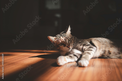 Tabby cat lying on floor looking toward camera