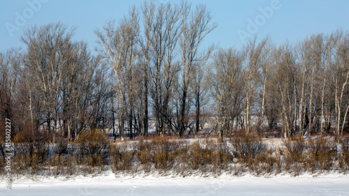 Wallpaper Mural The frozen river. Trees grow along the coastline. Winter period. Winter landscape Torontodigital.ca