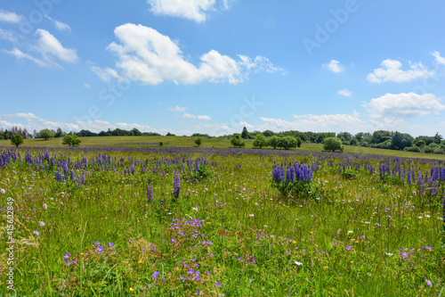 Meadow with lots of lupins in the landscape in the high Rhön