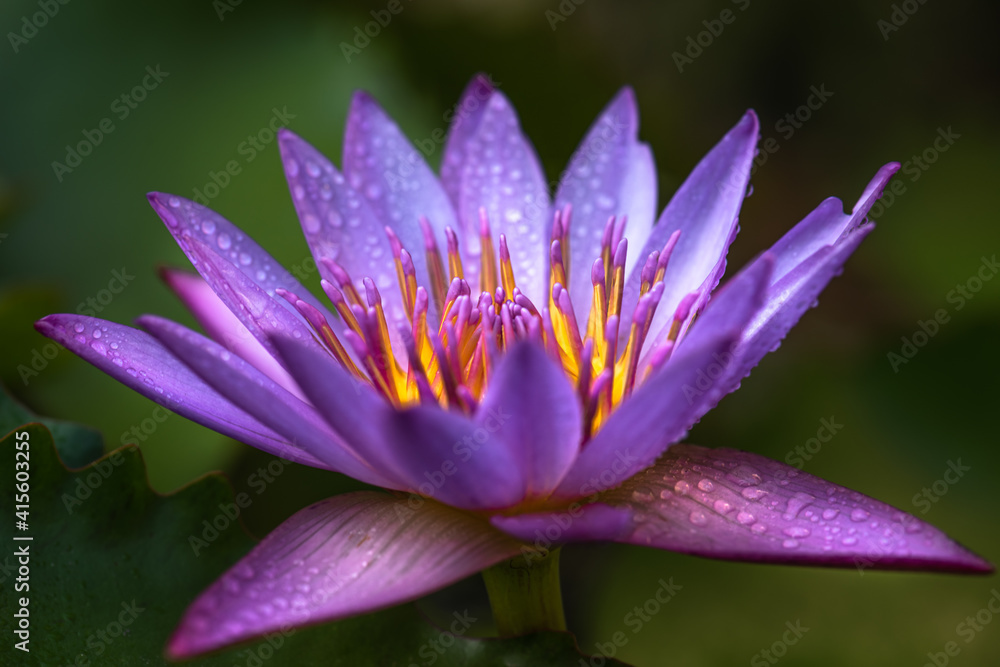 The lotus flower is blooming beautifully in the lake,select focus. The lotus flower is blooming beautifully in the lake,select focus.