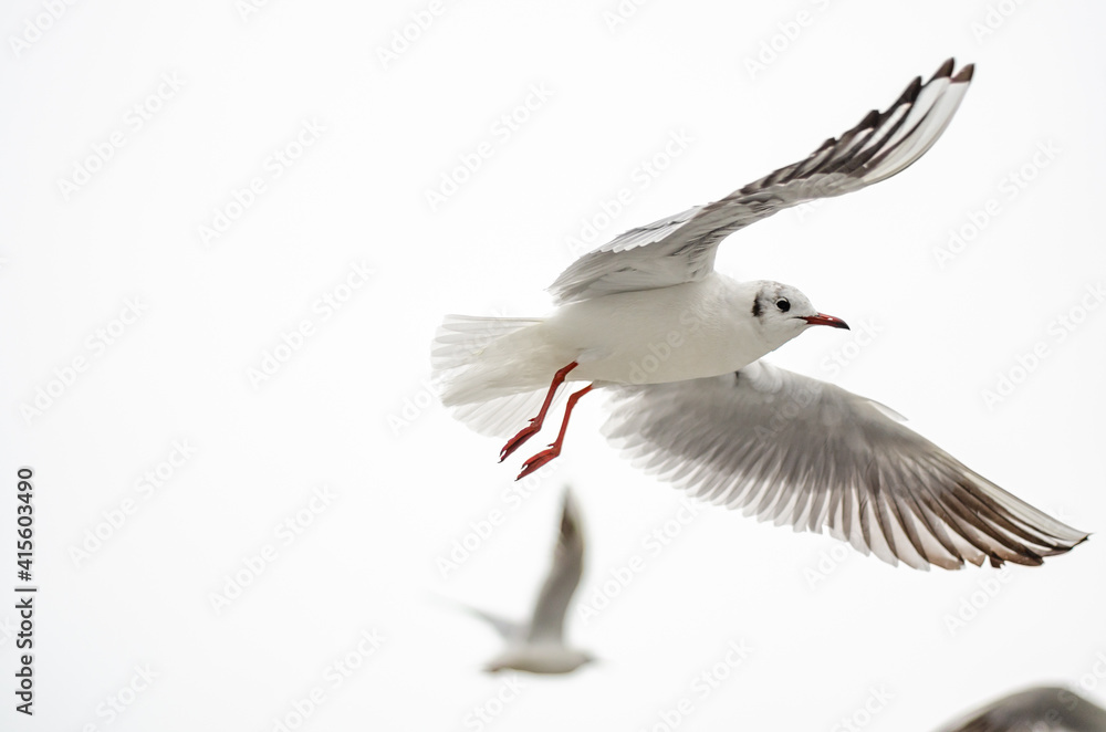 Obraz premium seagull