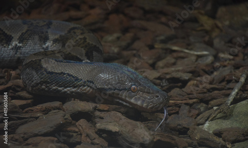 close up of a python