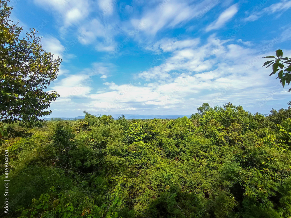 The jungle tree and forests with beautiful cloud