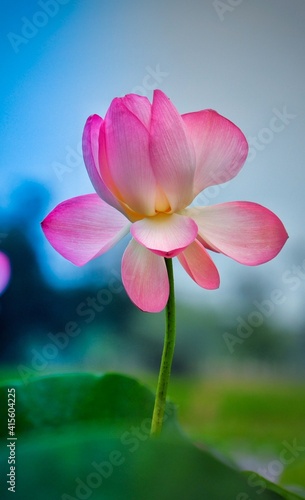 pink lotus flower village flower lotus 