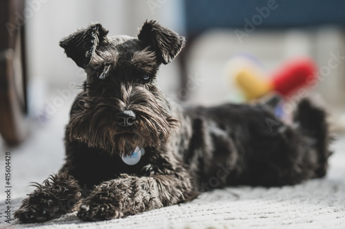 miniature schnauzer puppy has been groomed and is resting on the floor watching you