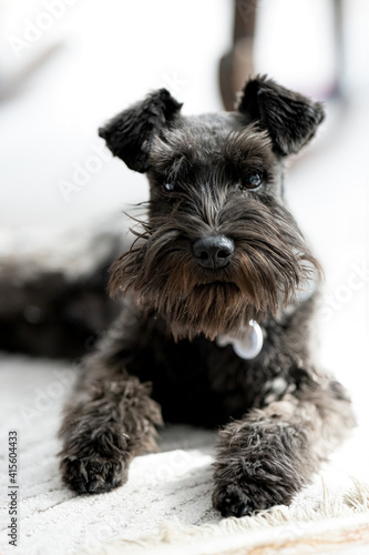 miniature schnauzer puppy has been groomed and is resting on the floor watching you