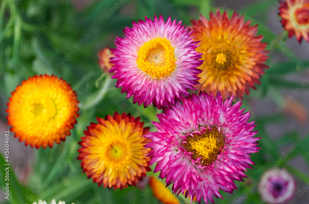 Xerochrysum bracteatum Everlasting Flowers Xerochrysum bracteatum Everlasting Flowers