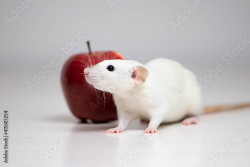 A cute white decorative rat sits next to a juicy and ripe red apple. Rodent close-up.