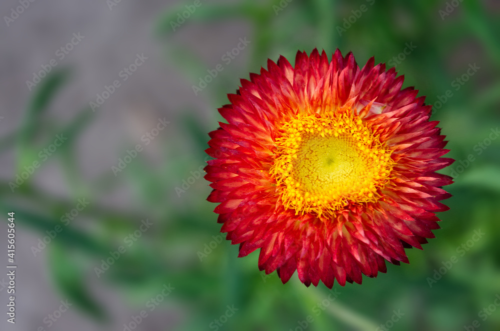 Red Yellow Xerochrysum bracteatum Flower Red Yellow Xerochrysum bracteatum Flower