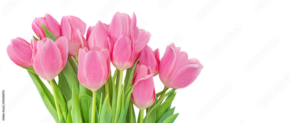 Beautiful Tulips flowers isolated on white Background. Springtime flowers for Womens Day, Wedding, Birthday