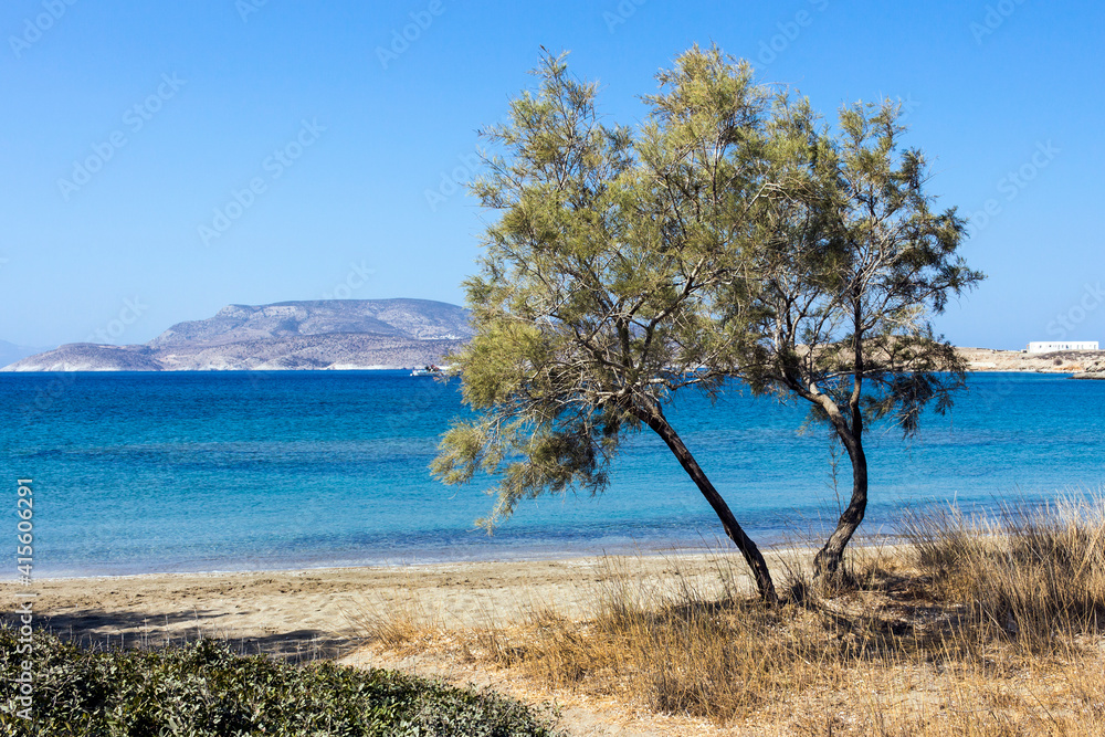 Schinoussa island, Salt cedar tree or Tamarix, Livadi beach view - South Aegean, Greece
