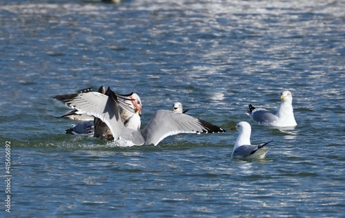 A seagull steals  the red-breasted Mergansers food.
