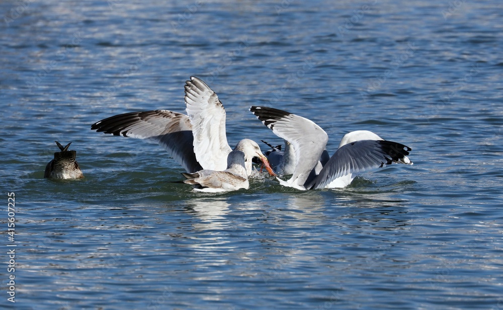 A seagull steals the red-breasted Mergansers food. A seagull steals the red-breasted Mergansers food.