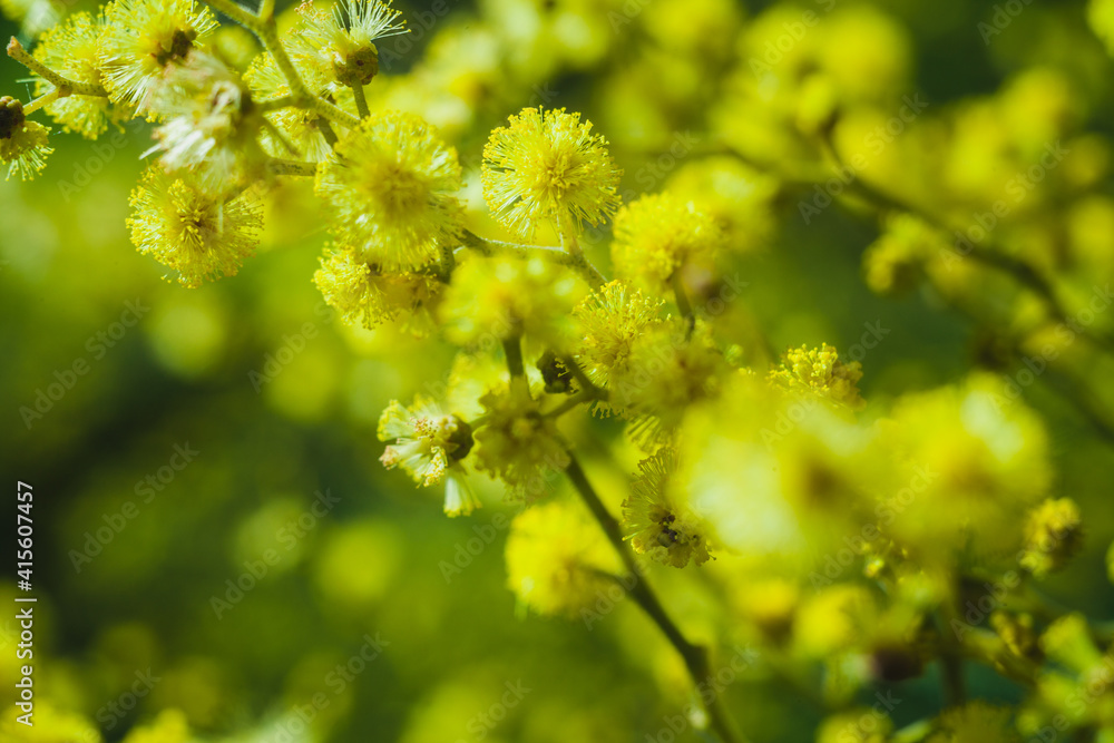 branch of flowering mimosa branch of flowering mimosa