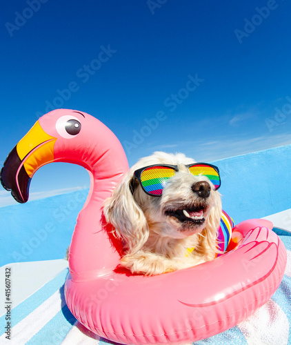 dog wit sunglasses and floating ring