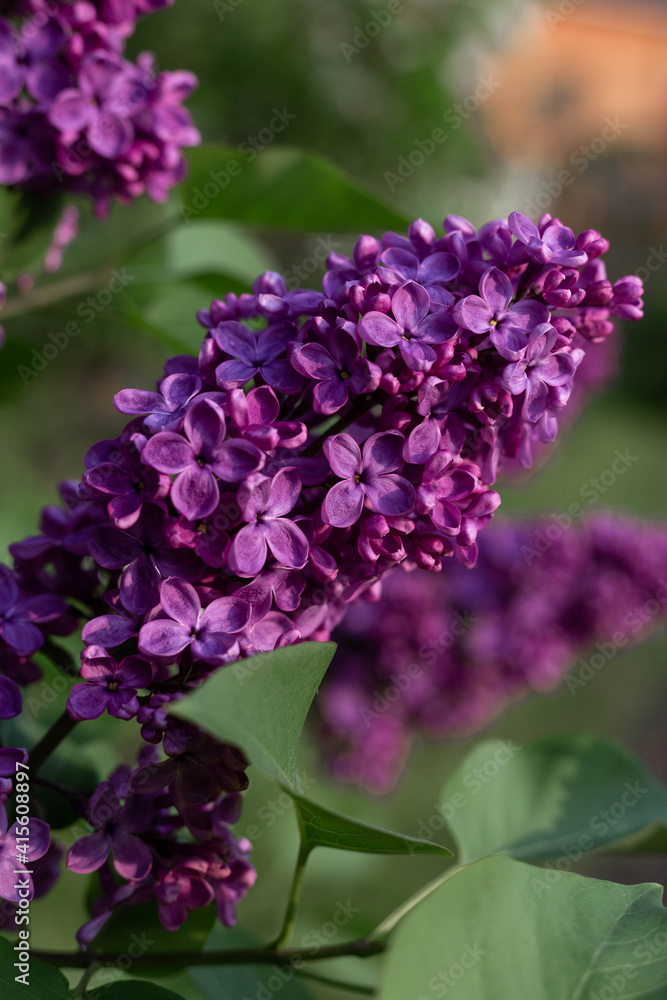 A beautiful branch of purple lilac in the setting sun A beautiful branch of purple lilac in the setting sun