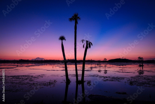 Florida Sunrise through Palm Trees. photo