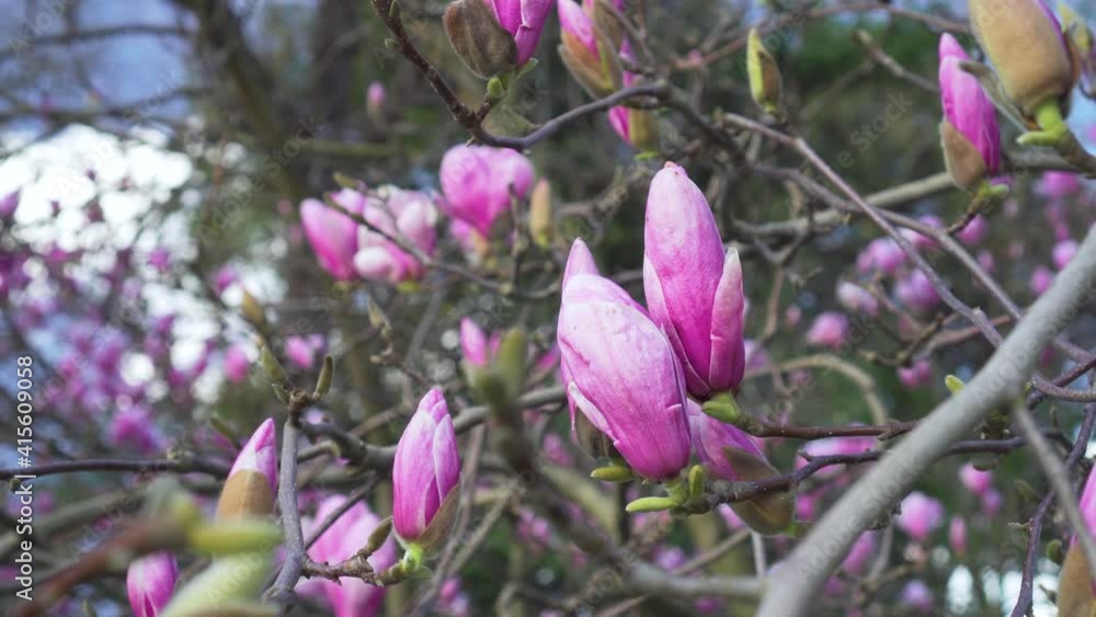 Magnolia blossom. Magnolia tree buds close-up on a branch against the backdrop of many flowers and a snow-capped mountain peak in blur. Spring nature concept Magnolia blossom. Magnolia tree buds close-up on a branch against the backdrop of many flowers and a snow-capped mountain peak in blur. Spring nature concept