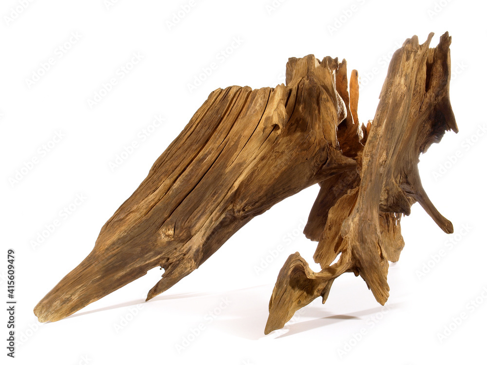 Old Tree Root isolated on white Background