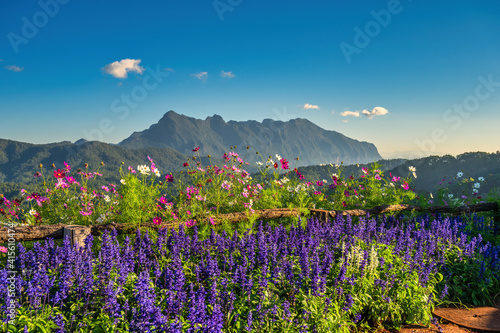 Tropical forest nature landscape view with mountain range sunrise at Doi Chiang Dao, Chiang Mai Thailand © Noppasinw
