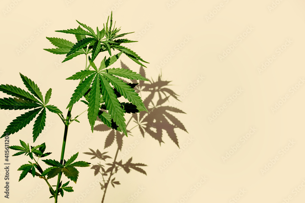 Obraz premium Lush foliage of marijuana, cannabis isolated on pink background with sun shadows, concept of products with cannabidiol, cosmetics with hemp, CBD oil