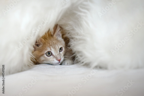 A small cowardly kitten hides in a shelter of white fur.