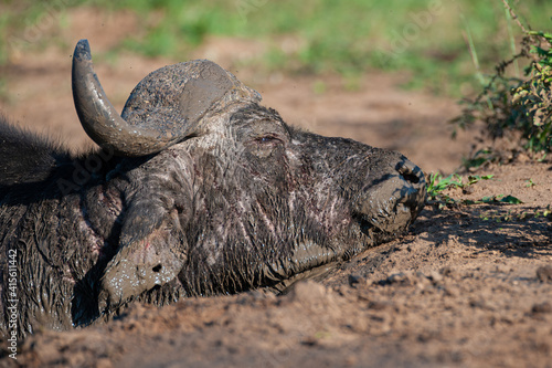 A tick and fly covered Cape Buffalo looking for relief in a mud pool on a safari in South Africa