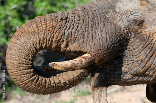 An African Elephant having a drink and a mud bath on a safari in South Africa