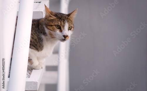 Young, mixed breed cat, observing the surroundings from a high place. Large negative space. © Hernan Schmidt