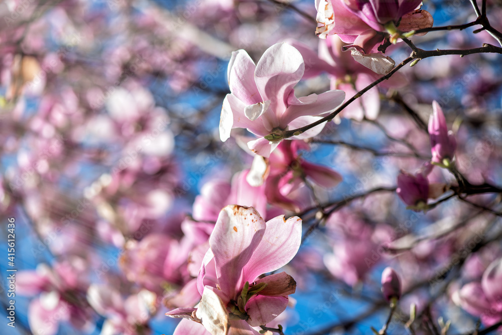 Beautiful colors of magnolia flowers in spring time