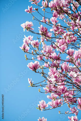 Beautiful colors of magnolia flowers in spring time