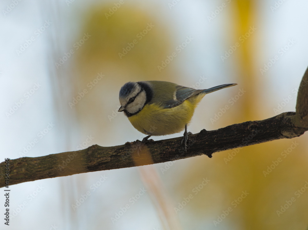 Obraz premium Eurasian blue tit (Parus caeruleus) bird on a twig. (in Polish: Modraszka zwyczajna)