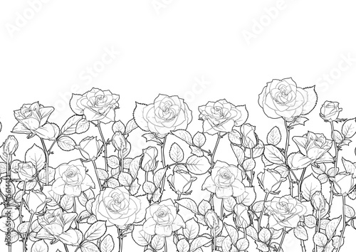 Seamless pattern with roses flowers. Outline vector illustration. In black and white, isolated on white background.