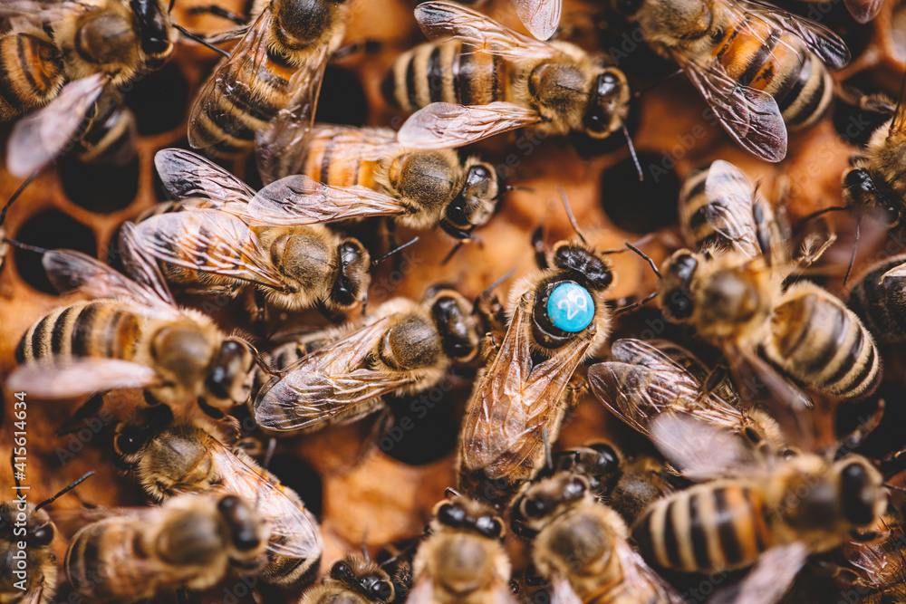 Honey bees and queen bee on honeycomb in hive - obrazy, fototapety, plakaty 