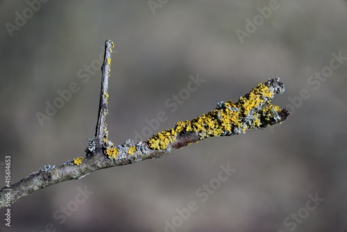 Tableau sur toile Yellow moss and fungus parasite on a tree branch.