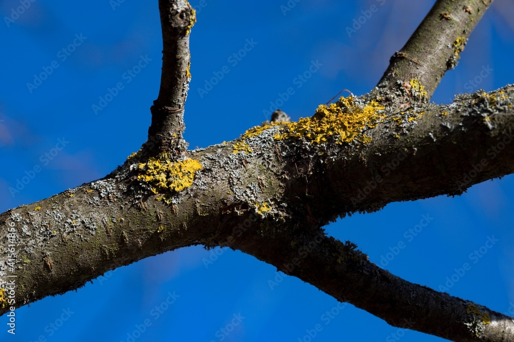 Fototapeta premium Yellow moss and fungus parasite on a tree branch.