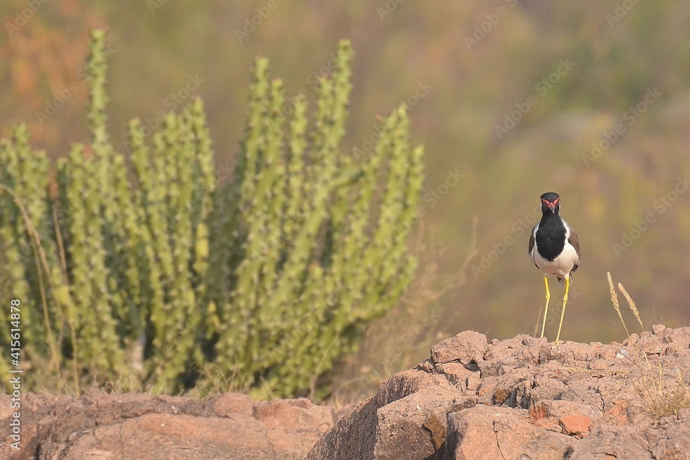 Red-wattled lapwing standing on a stone Red-wattled lapwing standing on a stone