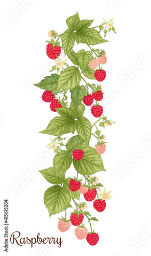 Raspberry. Ripe berries on branch. Clip art, set of elements for design Graphic drawing, engraving style. Vector illustration..