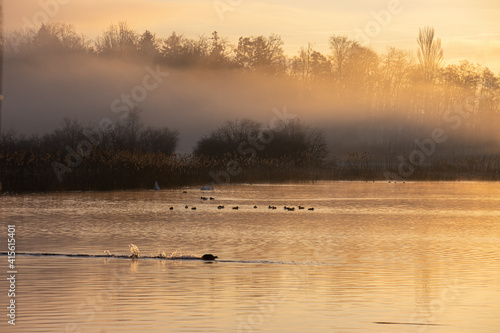 duck  fog  greifensee  lake  lake animal  maur  mist  morning sun  nebel  see  sonnenaufgang  sun  sunrise  sunup  gew  sser