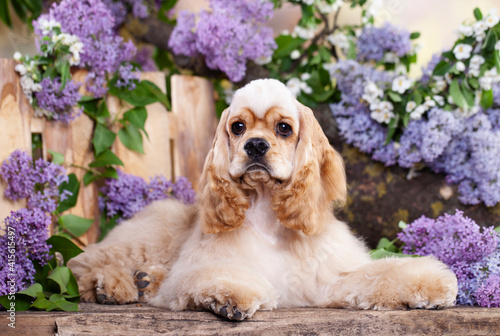 American cocker spaniel on the background of a garden with blooming lilacs © liliya kulianionak