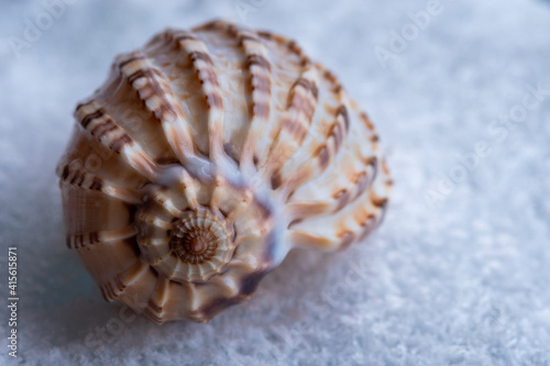 seashell on a blue frozen background