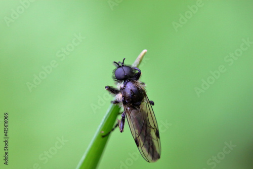 Bibio marci perché sur un brin d'herbe photo