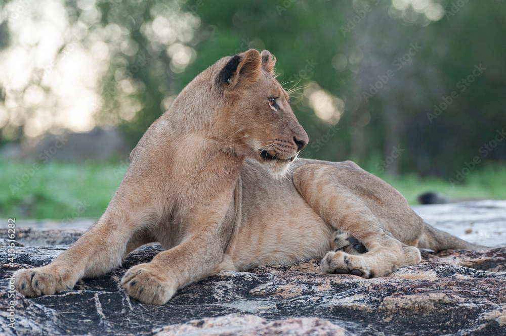 A young female Lion seen on a rock shelf on a safari in South Africa A young female Lion seen on a rock shelf on a safari in South Africa