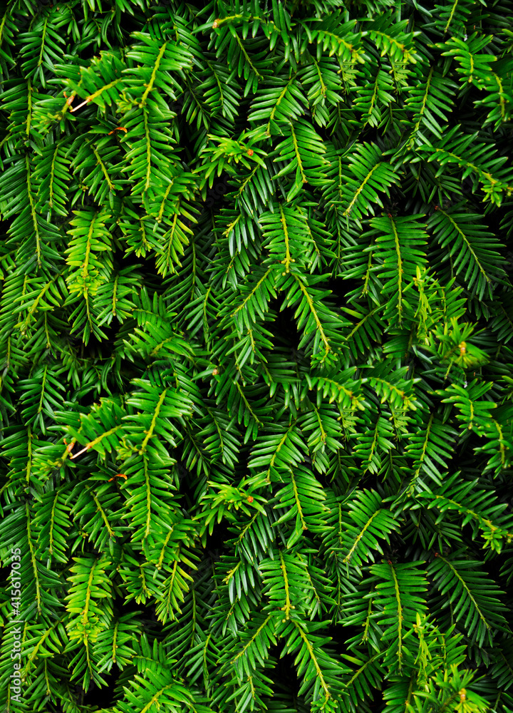 Close-up of Christmas pine fir tree branches background. Background of Christmas tree branches. Close-up of Christmas pine fir tree branches background. Background of Christmas tree branches.